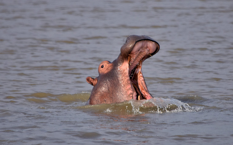 Hippopotamus in the river at St Lucia in South Africa