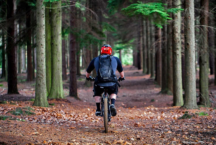 cycling in the forest