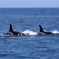 Killer Whales in Monterey, California