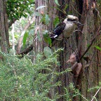 Kookaburra sitting in the gum tree