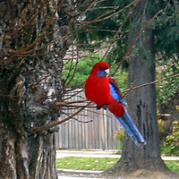 red brested parrot