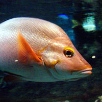 Orange colored fish