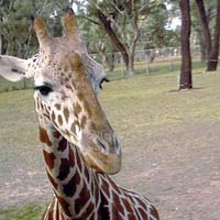 Long necked giraffe