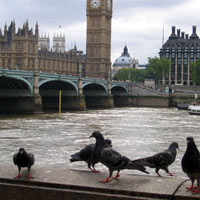 London pidgeons