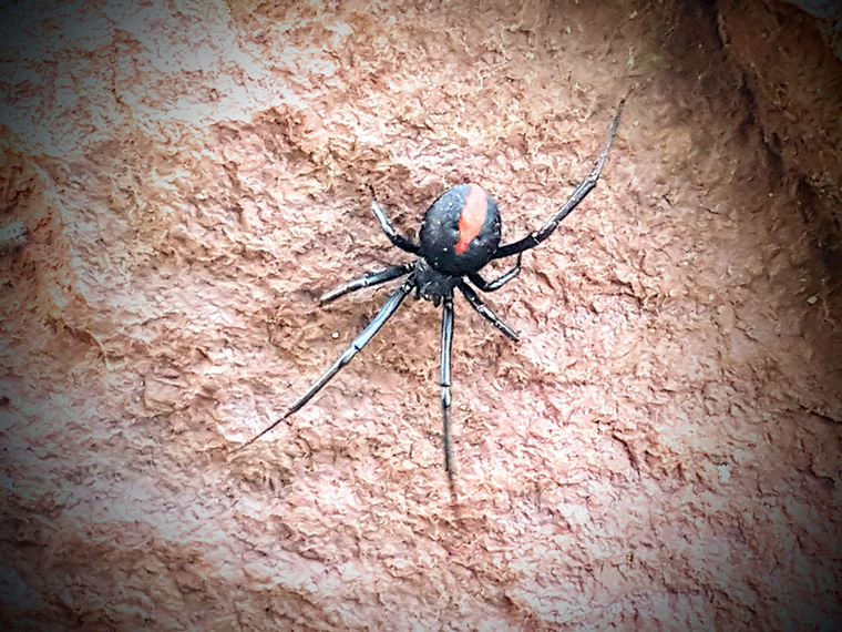 A redback spider we found at home