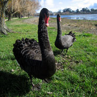 Ballarat Swans